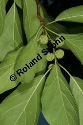 Seidenwurmdorn, Cudrania tricuspidata Kauf von 06561_cudrania_tricuspidata_img_3500.jpg