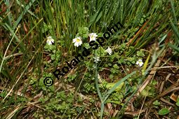Gescheckter Augentrost, Euphrasia picta Kauf von 06566_euphrasia_picta_img_3154.jpg
