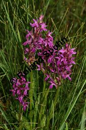 Breitblättriges Knabenkraut, Dactylorhiza majalis, Orchis latifolia, Dactylorhiza fistulosa Kauf von 06567_dactylorhiza_majalis_img_3156.jpg