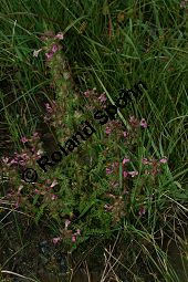 Sumpf-Läusekraut, Pedicularis palustris und Eriophorum angustifolium, Schmalblättriges Wollgras Kauf von 06568_pedicularis_palustris_img_3173.jpg