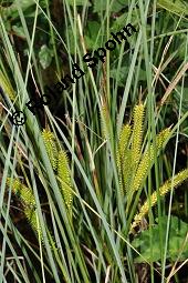 Schnabel-Segge, Carex rostrata Kauf von 06570_carex_rostrata_dsc_4592.jpg