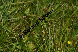 Davalls Segge, Carex davalliana, Carex davalliana, Davalls Segge, Cyperaceae, Habitus Kauf von 06571_carex-davalliana_img_3185.jpg