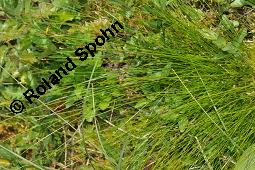 Davalls Segge, Carex davalliana, Carex davalliana, Davalls Segge, Cyperaceae, Habitus Kauf von 06571_carex_davalliana_dsc_4589.jpg