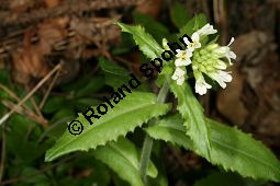 Turm-Gänsekresse, Turmkraut, Arabis turrita Kauf von 06573_arabis_turrita_img_1386.jpg