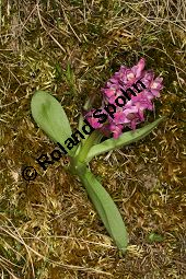 Holunder-Knabenkraut, Holunder-Fingerwurz, Dactylorhiza sambucina, Orchis sambucina Kauf von 06575_dactylorhiza_sambucina_img_1427.jpg