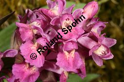 Holunder-Knabenkraut, Holunder-Fingerwurz, Dactylorhiza sambucina, Orchis sambucina Kauf von 06575_dactylorhiza_sambucina_img_1429.jpg