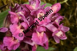 Holunder-Knabenkraut, Holunder-Fingerwurz, Dactylorhiza sambucina, Orchis sambucina Kauf von 06575_dactylorhiza_sambucina_img_1430.jpg