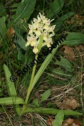 Holunder-Knabenkraut, Holunder-Fingerwurz, Dactylorhiza sambucina, Orchis sambucina Kauf von 06575_dactylorhiza_sambucina_img_1434.jpg