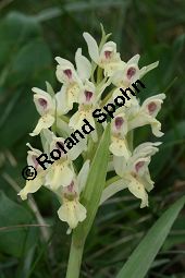 Holunder-Knabenkraut, Holunder-Fingerwurz, Dactylorhiza sambucina, Orchis sambucina Kauf von 06575_dactylorhiza_sambucina_img_1435.jpg