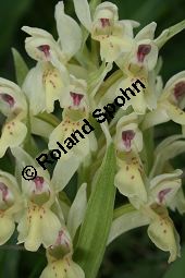 Holunder-Knabenkraut, Holunder-Fingerwurz, Dactylorhiza sambucina, Orchis sambucina Kauf von 06575_dactylorhiza_sambucina_img_1436.jpg