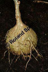 Momordica grosvenori; Siraitia grosvenori, Lua Han Guo Kauf von 06577_momordica_grosvenori_img_1086.jpg