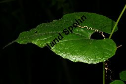 Momordica grosvenori; Siraitia grosvenori, Lua Han Guo Kauf von 06577_momordica_grosvenori_img_1088.jpg