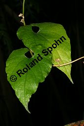 Momordica grosvenori; Siraitia grosvenori, Lua Han Guo Kauf von 06577_momordica_grosvenori_img_1089.jpg