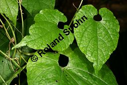 Momordica grosvenori; Siraitia grosvenori, Lua Han Guo Kauf von 06577_momordica_grosvenori_img_1090.jpg