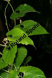 Momordica grosvenori; Siraitia grosvenori, Lua Han Guo Kauf von 06577_momordica_grosvenori_img_1091.jpg