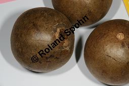 Momordica grosvenori; Siraitia grosvenori, Lua Han Guo Kauf von 06577_momordica_grosvenori_img_1094.jpg