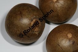 Momordica grosvenori; Siraitia grosvenori, Lua Han Guo Kauf von 06577_momordica_grosvenori_img_1095.jpg