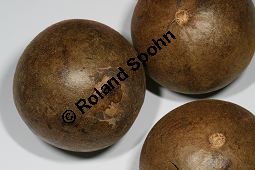 Momordica grosvenori; Siraitia grosvenori, Lua Han Guo Kauf von 06577_momordica_grosvenori_img_1096.jpg