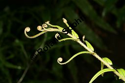 Leitern-Saumfarn, Pteris vittata, Pteris longifolia Kauf von 06578_pteris_vittata_img_1093.jpg