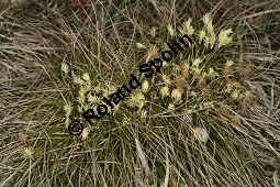 Niedrige Segge, Erd-Segge, Carex humilis Kauf von 06581_carex_humilis_img_1164.jpg