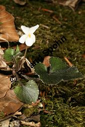Weißes Veilchen, Viola alba ssp. alba Kauf von 06582_viola_alba_alba_img_1217.jpg
