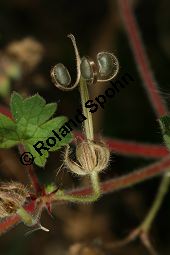 Rundblättriger Storchschnabel, Geranium rotundifolium Kauf von 06584_geranium_rotundifolium_img_4280.jpg