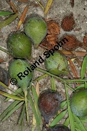 Manns Steineibe, Afrocarpus mannii, Podocarpus mannii Kauf von 06586_afrocarpus_mannii_img_1928.jpg