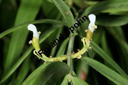 Manns Steineibe, Afrocarpus mannii, Podocarpus mannii Kauf von 06586_afrocarpus_mannii_img_1932.jpg