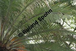 Chilenische Honigpalme, Chilenische Mähnenpalme, Jubaea chilensis, Jubaea spectabilis Kauf von 06587_jubaea_chilensis_img_1948.jpg