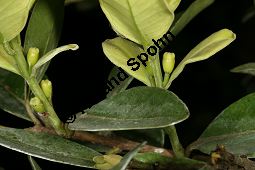 Guinea-Guave, Psidium guineense, Psidium araca Kauf von 06588_psidium_guineense_img_1956.jpg