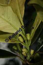 Guinea-Guave, Psidium guineense, Psidium araca Kauf von 06588_psidium_guineense_img_1957.jpg