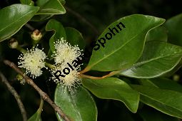 Guinea-Guave, Psidium guineense, Psidium araca Kauf von 06588_psidium_guineense_img_1995.jpg