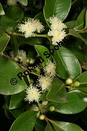 Guinea-Guave, Psidium guineense, Psidium araca Kauf von 06588_psidium_guineense_img_1999.jpg