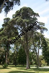 Mexikanische Zypresse, Cupressus lusitanica Kauf von 06589_cupressus_lusitanica_img_1976.jpg