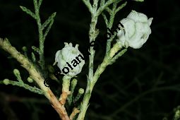 Mexikanische Zypresse, Cupressus lusitanica Kauf von 06589_cupressus_lusitanica_img_9377.jpg