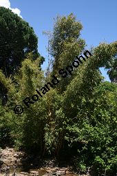 Gewöhnlicher Bambus 'Aureo-Variegata', Bambusa vulgaris 'Aureo-Variegata' Kauf von 06593_bambusa_vulgaris_aureovariegata_img_2019.jpg