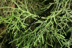Gliederzypresse, Sandarakbaum, Tetraclinis articulata Kauf von 06596_tetraclinis_articulata_img_2112.jpg
