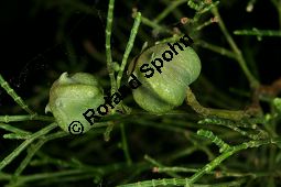 Gliederzypresse, Sandarakbaum, Tetraclinis articulata Kauf von 06596_tetraclinis_articulata_img_9077.jpg