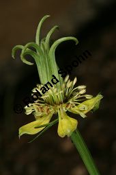 Orientalischer Schwarzkümmel, Nigella orientalis Kauf von 06597_nigella_orientalis_img_2115.jpg