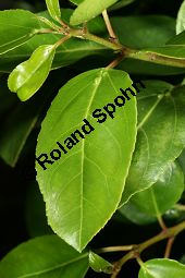 Drüsiger Kreuzdorn, Rhamnus glandulosa Kauf von 06600_rhamnus_glandulosa_img_2133.jpg