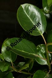 Drüsiger Kreuzdorn, Rhamnus glandulosa Kauf von 06600_rhamnus_glandulosa_img_2135.jpg
