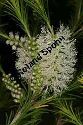 Armring-Myrtenheide, Melaleuca armillaris Kauf von 06601_melaleuca_armillaris_img_2137.jpg