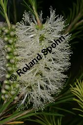 Armring-Myrtenheide, Melaleuca armillaris Kauf von 06601_melaleuca_armillaris_img_2138.jpg