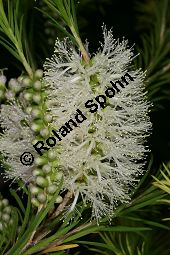Armring-Myrtenheide, Melaleuca armillaris Kauf von 06601_melaleuca_armillaris_img_2139.jpg