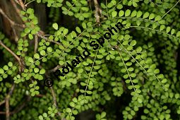 Kleinblättriger Schnurbaum, Sophora microphylla Kauf von 06602_sophora_microphylla_img_2145.jpg