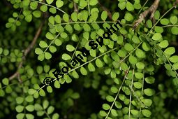 Kleinblättriger Schnurbaum, Sophora microphylla Kauf von 06602_sophora_microphylla_img_2146.jpg