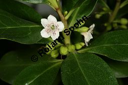 Freudige Drüsenpflanze, Myoporum laetum Kauf von 06604_myoporum_laetum_img_2151.jpg