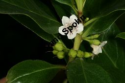 Freudige Drüsenpflanze, Myoporum laetum Kauf von 06604_myoporum_laetum_img_2152.jpg