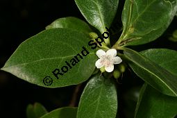 Freudige Drüsenpflanze, Myoporum laetum Kauf von 06604_myoporum_laetum_img_2154.jpg