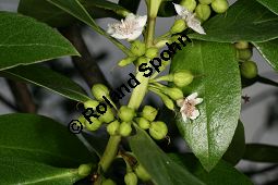 Freudige Drüsenpflanze, Myoporum laetum Kauf von 06604_myoporum_laetum_img_2155.jpg